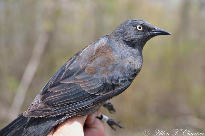 Female Rusty Blackbirds retain vestiges of their