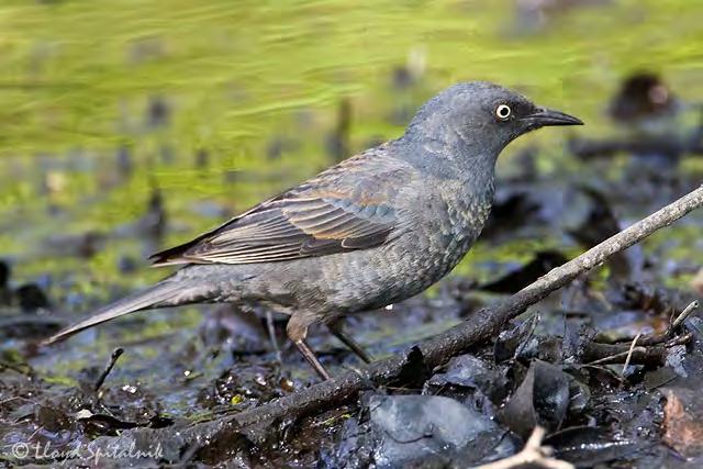 By May, female Rusty Blackbirds appear