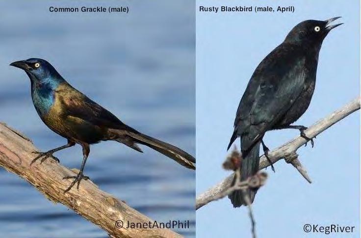Distinguishing Rusty Blackbirds From Look-Alike Species Especially during the spring, when males are mostly black, Rusty Blackbirds can be difficult to differentiate from other blackbird species.