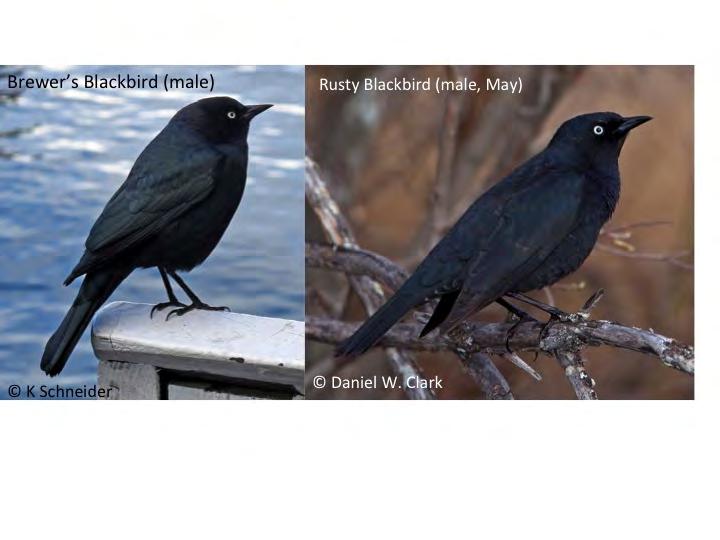 Brewer s Blackbirds and Rusty Blackbirds Discriminating between a male Brewer s Blackbird (above left) and a male Rusty Blackbird (above right) can present a challenge even for experienced birders.