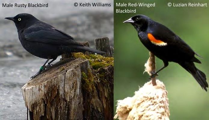 Red-winged Blackbirds and Rusty Blackbirds Even when the telltale red shoulders of male Red-winged Blackbirds (above right) are not