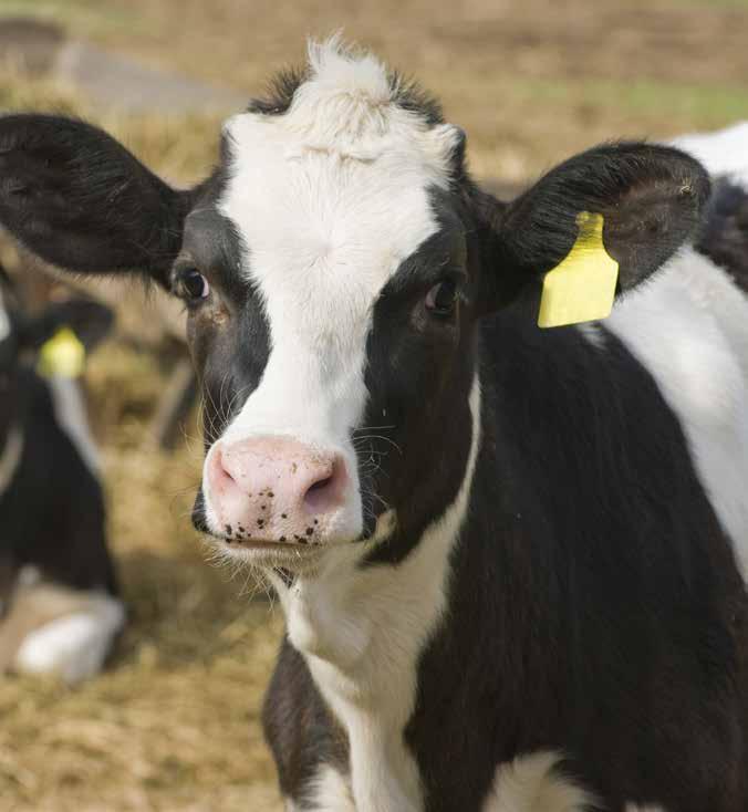 I am a Dairy farmer, what is in it for me? With an industry aim of eliminating calving inductions, later calving cows are no longer acceptable, particularly in seasonal calving herds.