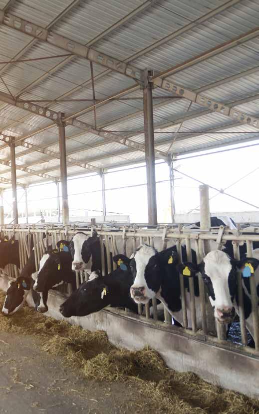 Economic Benefits of FTAI A study was performed in a split season herd with cross bred cows. Cows that were FTAI as compared to cows that were heat detected became pregnant earlier.