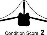 2.2.3 Body condition score measurements Body condition scoring is a simple and