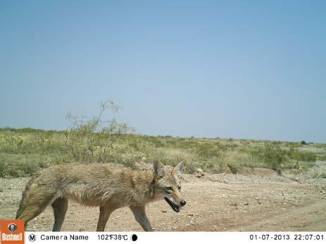 Page 8 of 13 Figure 12. Coyote captured using game cameras. Figure 13. Badger captured using game camera.
