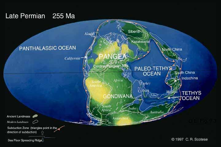 work. Assembly of Pangea Evolutionary radiation of seed-bearing plants