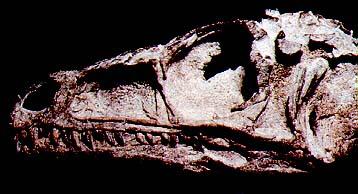 Eoraptor lunensis Most primitive dinosaur known -