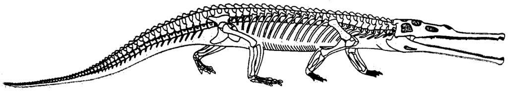 primitive Archosauromorph groups Ichthyosaurs Rhynchosaurs Crocodilians Ornithsuchians Rauisuchians Lagosuchids Placodonts Nothosaurs Phytosaurs Aetosaurs Dinosaurs Pterosaurs Turtles