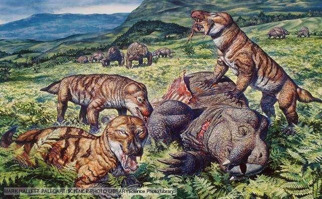 Cynodonts late Permian It was during the evolution of the cynodonts that many things typical of mammals arose: their jaw structure, the hammer, anvil and stirrup bones of their inner ear, and - the