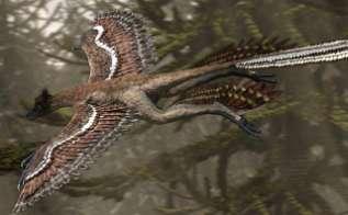 feathered dinosaurs in China have important implications about dinosaur