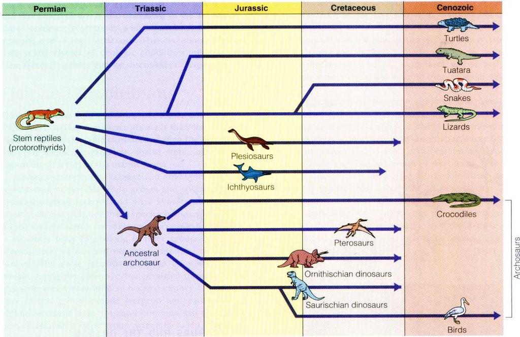 Relationships among fossil
