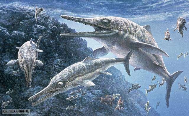 Ichthyosaurs Predatory marine reptiles that swam the world's oceans while dinosaurs walked the land.