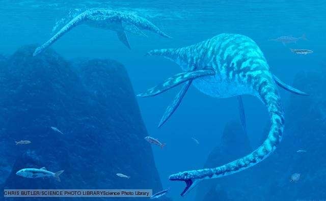 Plesiosauria Includes the large, carnivorous, marine reptiles the Plesiosaurs and Pliosaurs.