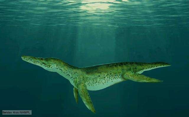 Pliosaurs Short-necked plesiosaur: marine reptiles built for speed compared to their long-necked cousins.