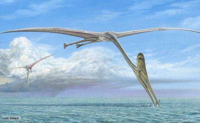 Pterosaurs - Pterodactyls Winged reptiles - the first vertebrates to evolve powered flight.