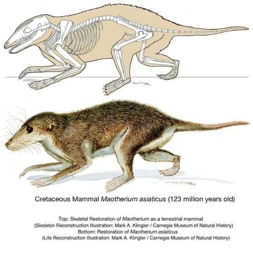 True mammals appear in the Triassic Evolved from a lineage of mammal-like reptiles