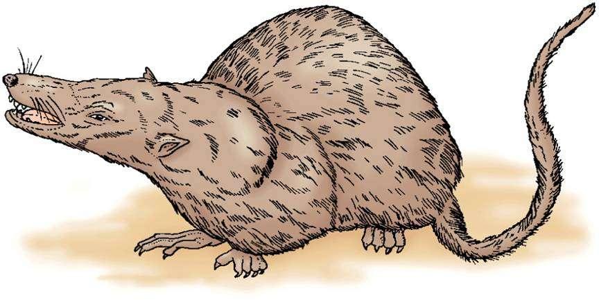 Restoration of Morganucodon, an early