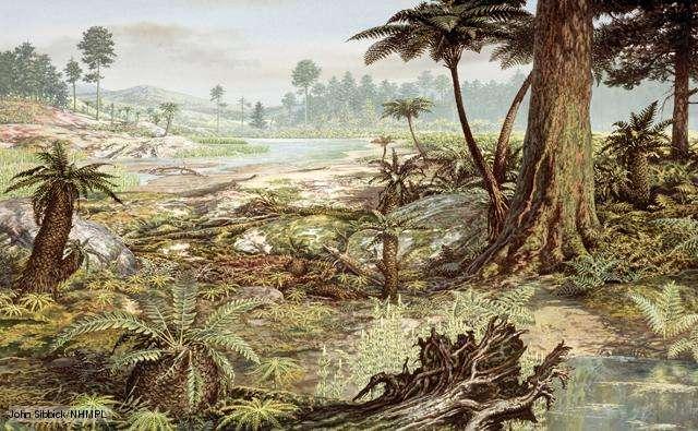 Jurassic Forests Cycads, Conifers, Pinales Jurassic lands were generally greener and more