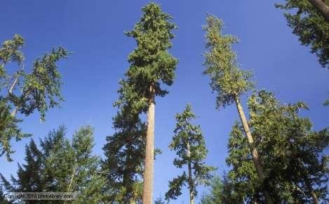 Gymnosperm Forests - Conifers - Pinales The Conifers in particular dominated the flora, as