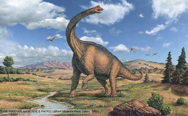 Sauropod dinosaurs The largest sauropod dinosaurs weighed close to 100 tonnes - ten times the record weight of a modern elephant.