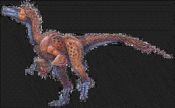 Dromaeosaurs ( raptors) Carnivorous dinosaurs closely related to birds.