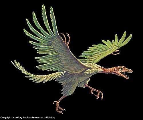 True birds appear in the Jurassic Archaeopteryx is the first recognized bird Most specimens are from the Solnhofen lagenstatten in Germany True