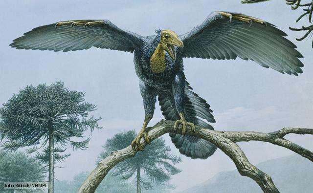 Archaeopteryx Earliest known flying birds and only about the size of a modern day magpie.