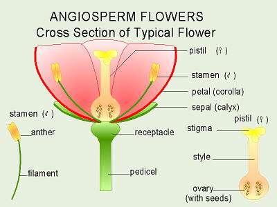 Angiosperms appear in the Cretaceous Angiosperm plants are those that have flowers Major