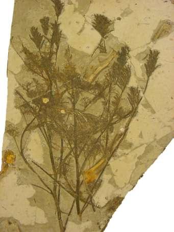 Archaefructus sinensis 125 million years old Collected in Liaoning