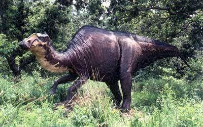 Hypsibema missouriense Hadrosaur discovered in 1942 by Dan