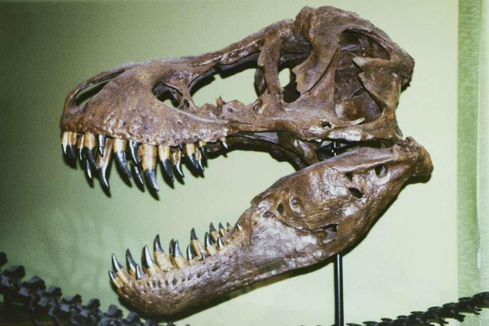 The skull of Tyrannosaurus, Tyrannosaurus