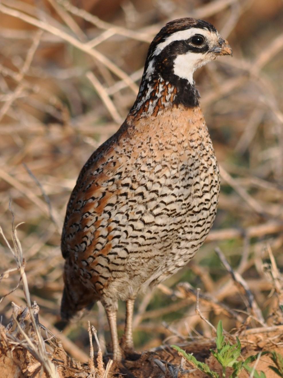 understand quail dynamics on their land
