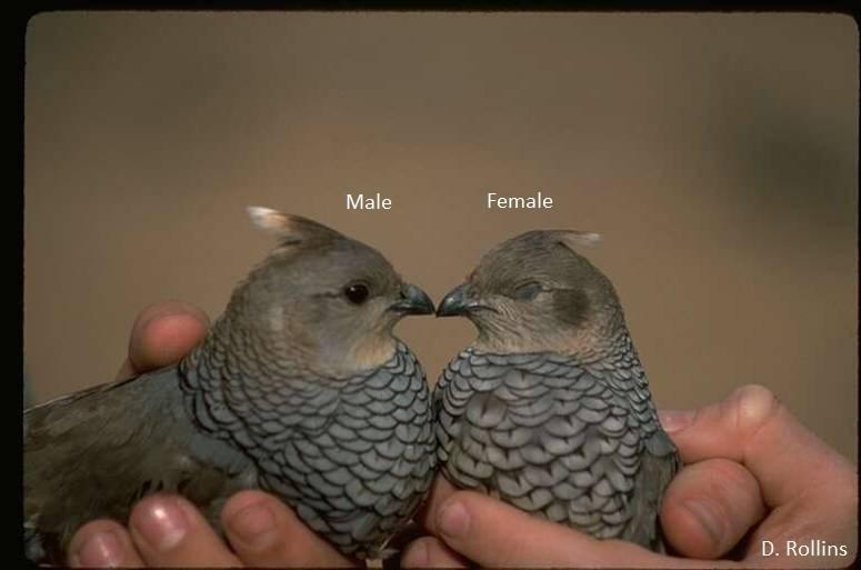Sexing Scaled (Blue) Quail Males and females are similar in appearance, however they can be identified fairly easily in hand.