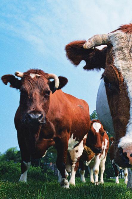 Cows that do not live in a pasture need to be fed eight times a day.