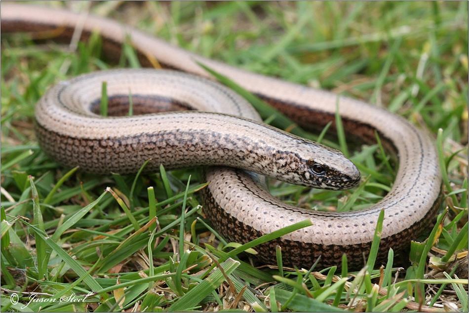 Appearance and size: Slow worms really are beautiful lizards that vary highly in colouration from brick red to gold, grey and brown.