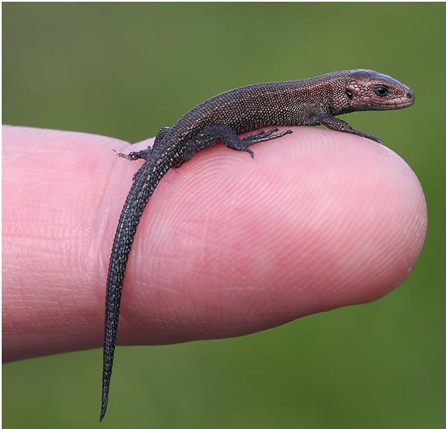 Common lizard Zootoca vivipara: It took me a long time to find my very first common lizard.