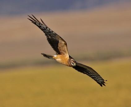 Nature Quiz British Birds Birds of Prey Birds of prey are birds that hunt for food primarily on the wing, using their keen senses, especially vision.