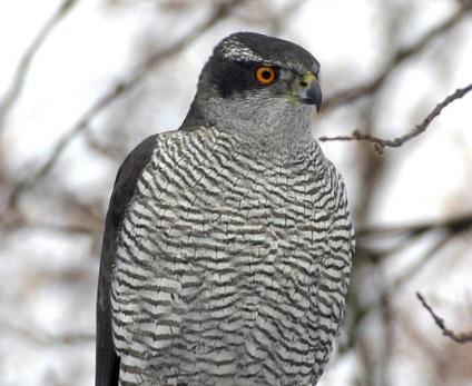 Binomial: Accipiter nisus Status: Resident Breeder And Passage Migrant The female is up to 25% larger than the male one of the largest