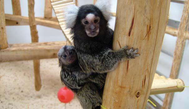 Primate accommodation, care and use 3.3 Environmental enrichment 3.3.1 Cages and enclosures should be furnished to encourage primates to express their full range of species-typical behaviours.