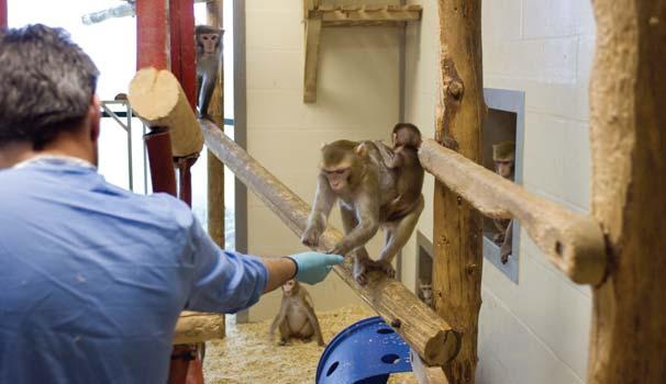 Primate accommodation, care and use 3 Accommodation and environment Captive primates must be provided with a complex and stimulating environment which promotes good health and psychological