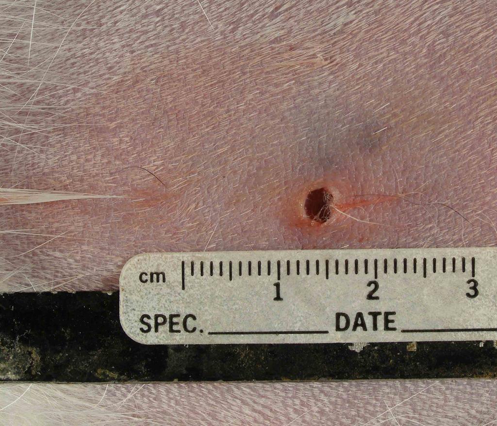 An air rifle pellet was identified in this cat (shown
