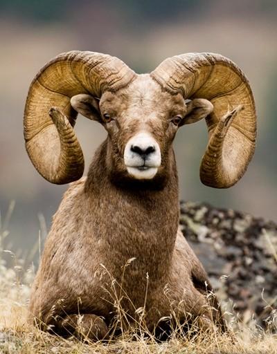 However, diseases introduced by domestic sheep and goats have negatively impacted the size and viability of bighorn populations, reducing the effectiveness of reintroductions throughout public lands.