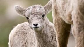 Bighorns, once ubiquitous throughout the West, are threatened by disease introduced from domestic sheep (Credit: William Mullins). WHY ARE BIGHORNS VULNERABLE TO DISEASE?