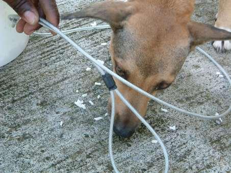 Slip leads Generally only suitable for socialised dogs that are used to neck