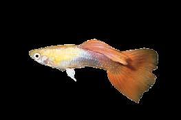 All of these items offer the ultimate in realism and natural beauty. It s always best to buy items that have been processed and prepared for aquarium use and purchased through your aquatics retailer.