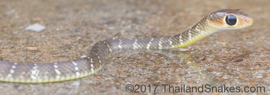 Oligodon purpurascens, a very common kukri snake in our area. These have a fairly wide range in the south of Thailand.