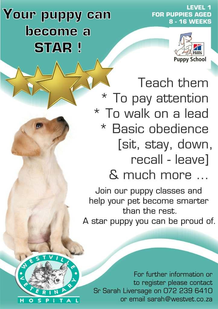 Do you want to have a star puppy?