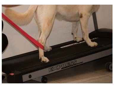 The benefits of rehabilitation for the pet include: Increased speed of recovery after injury or surgery Improved function and quality of movement Reduction of pain, swelling and complications