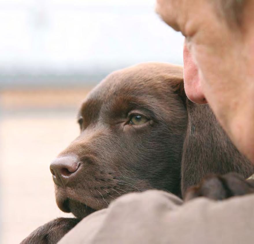 Choosing the right dog A dog can be the most rewarding of pets, but also one of the most demanding.