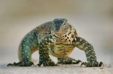 Nile Monitor Native to sub-saharan Africa First reported in 1990